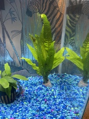 Leptochilus pteropus