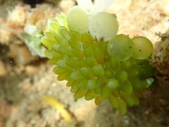 Sacoproteus smaragdinus