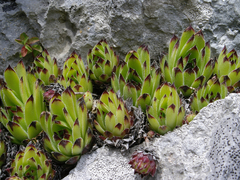 Sempervivum vicentei