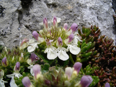 Teucrium pyrenaicum
