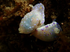 Goniobranchus thompsoni