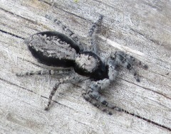Menemerus taeniatus