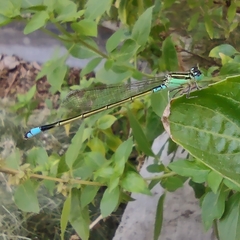 Ischnura senegalensis