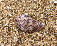 Amoria undulata