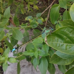 Ischnura senegalensis