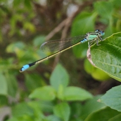 Ischnura senegalensis