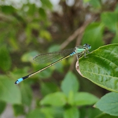 Ischnura senegalensis