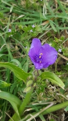 Tradescantia humilis