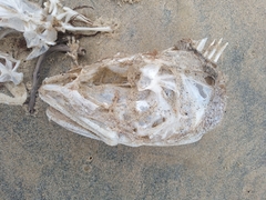 Pseudophycis bachus