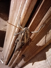Schistocerca nitens