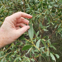 Eucalyptus obstans