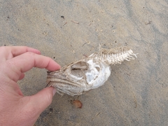 Pseudophycis bachus