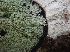 Pannaria athroophylla