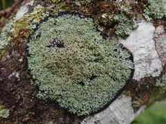 Pannaria athroophylla