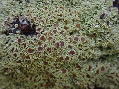 Pannaria athroophylla