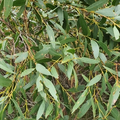 Eucalyptus obstans