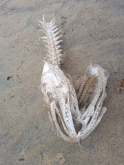 Pseudophycis bachus