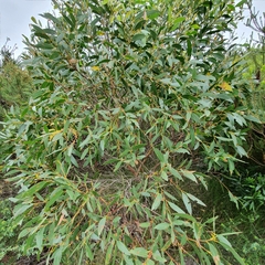 Eucalyptus obstans
