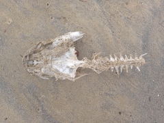 Pseudophycis bachus