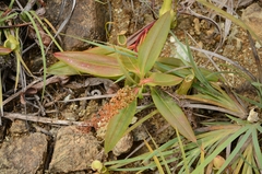 Nepenthes halmahera