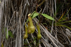 Nepenthes halmahera
