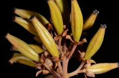 Nepenthes halmahera