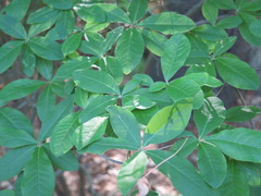 Rhododendron