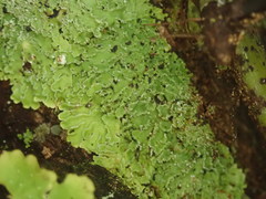 Pannaria pulverulacea