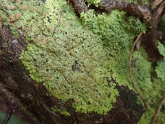 Pannaria pulverulacea