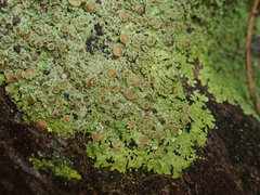 Pannaria pulverulacea