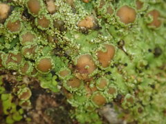 Pannaria pulverulacea