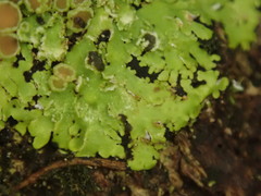 Pannaria pulverulacea