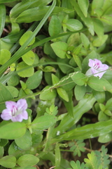Ruellia repens