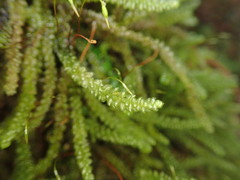 Weymouthia cochlearifolia