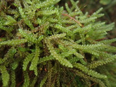 Weymouthia cochlearifolia