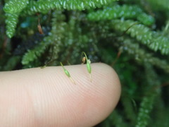 Weymouthia cochlearifolia