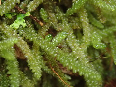 Weymouthia cochlearifolia