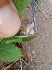 Hermannia boraginiflora