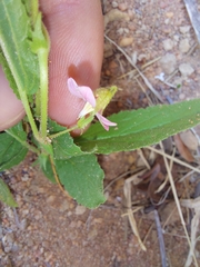 Hermannia boraginiflora