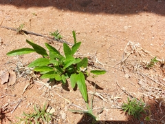 Hermannia boraginiflora