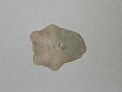 Patella ulyssiponensis