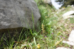 Plantago alpina