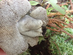 Sarcodon carbonarius