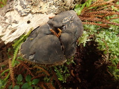 Sarcodon carbonarius