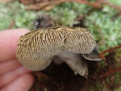 Sarcodon carbonarius