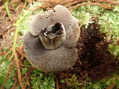 Sarcodon carbonarius