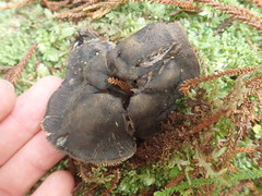 Sarcodon carbonarius