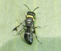 Hylaeus primulipictus