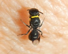 Hylaeus primulipictus
