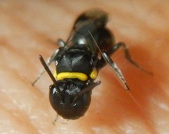 Hylaeus primulipictus
